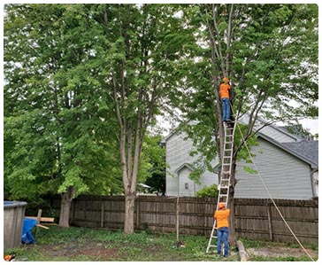 Tree Trimming by Premium Tree Service - Des Moines, IA