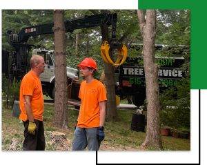 Iowa Tree Service Contractors - Premium Tree Service - Des Moines, IA