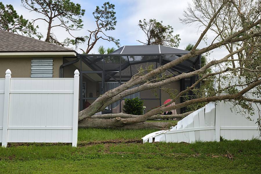 Top 3 Common Tree Problems Premium Tree Service Des Moines IA