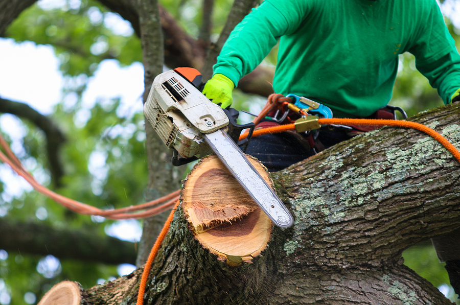 Tree cutting with chainsaw by Premium Tree Service professional