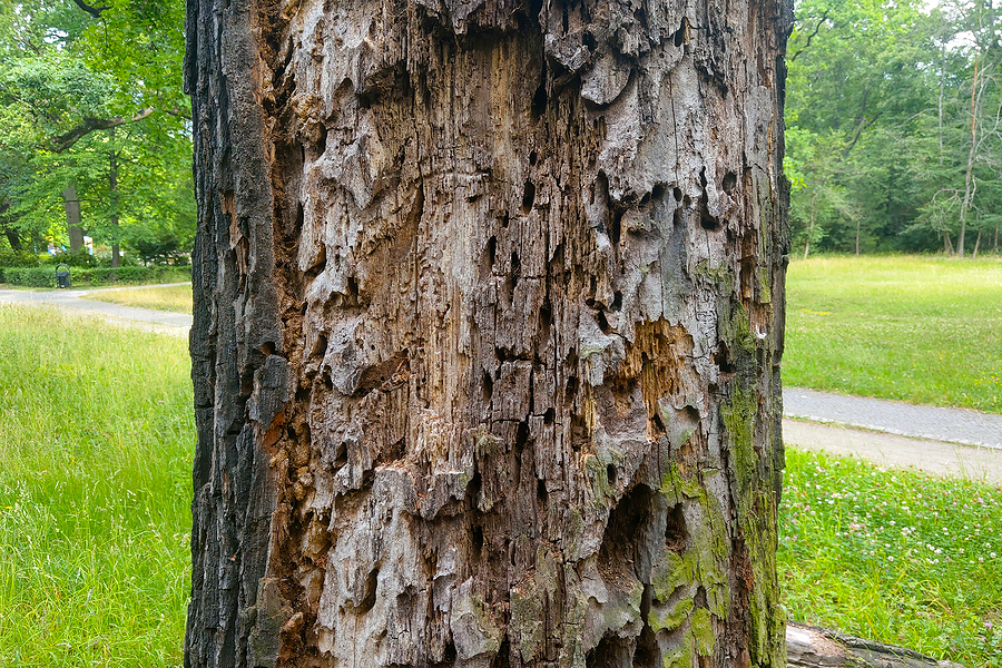 View Of The Eaten Trunk And Bark Of A Tree, A Disease Of Trees