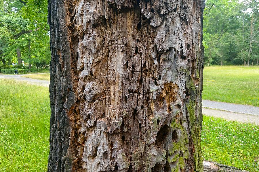 pine tree trunk fungus